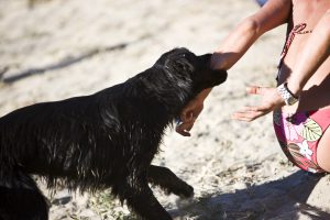 Schadensfall-hundehaftpflicht-biss