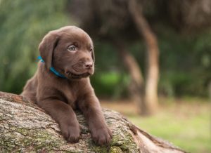 beliebteste Hunderasse Labrador