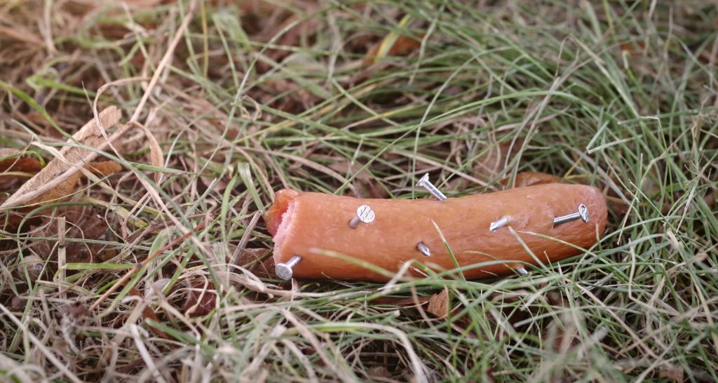 So schütze ich meinen Hund vor Giftködern Ratgeber & Tipps