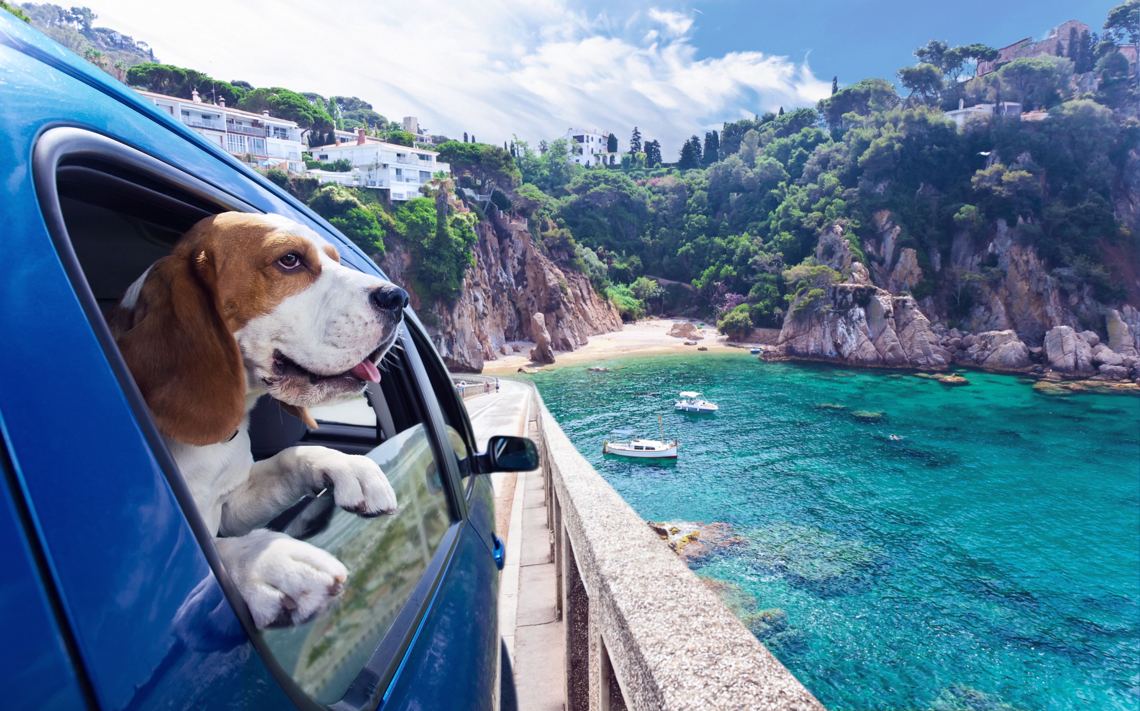 Anschnallen im Auto - Regeln für Hunde in Deutschland